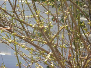 Forsythia