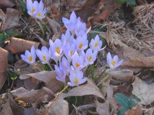 Crocus popping up