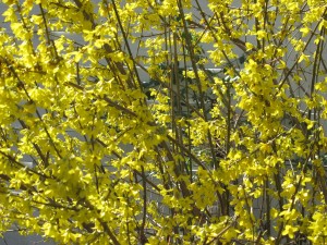 Forsythia in bloom