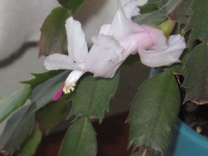 Christmas Cactus