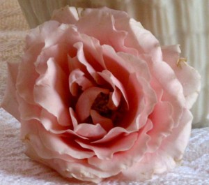 Picture of a rose