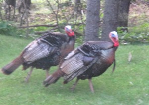 Turkeys - Male